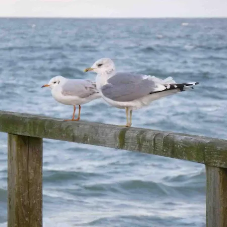 Reetdachhaus Am Bodden *